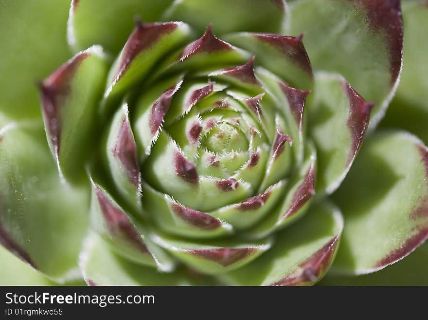 A closeup shot of a succulent