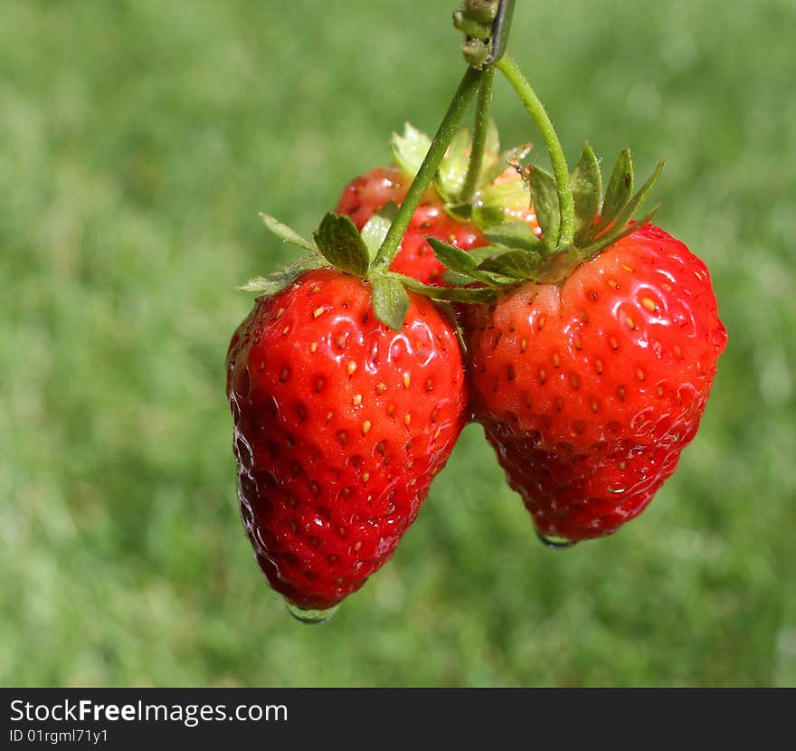 Three freshly picked strawberries ready to eat.