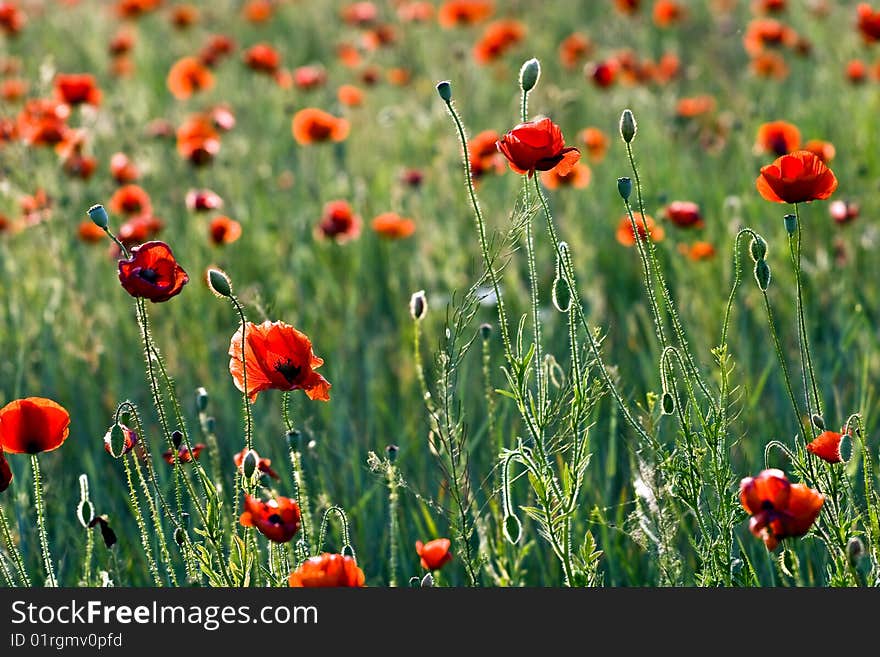 A field of red poppies.