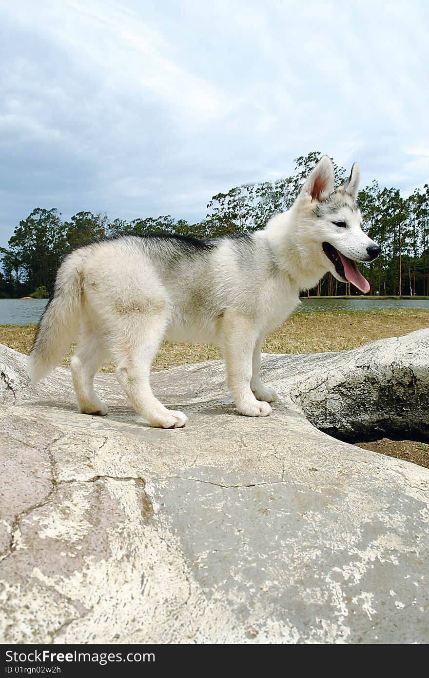 Husky Puppy 2