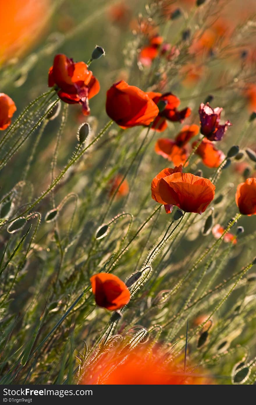 A field of red poppies.