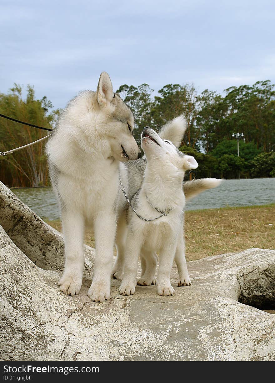 Pure breed siberian husky dog with its puppy. Pure breed siberian husky dog with its puppy