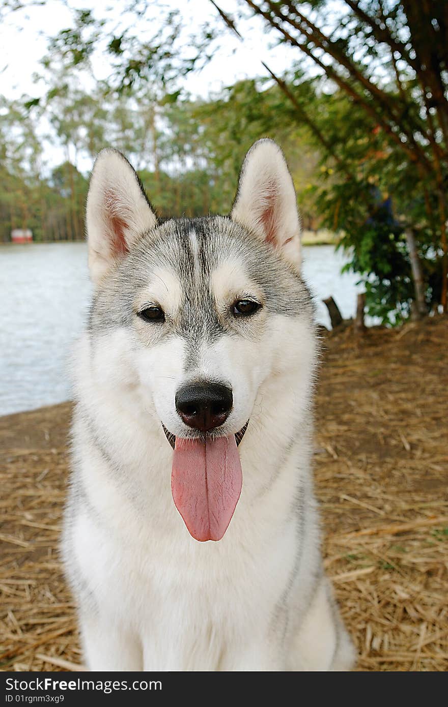 Pure breed siberian husky dog's head sitting. Pure breed siberian husky dog's head sitting