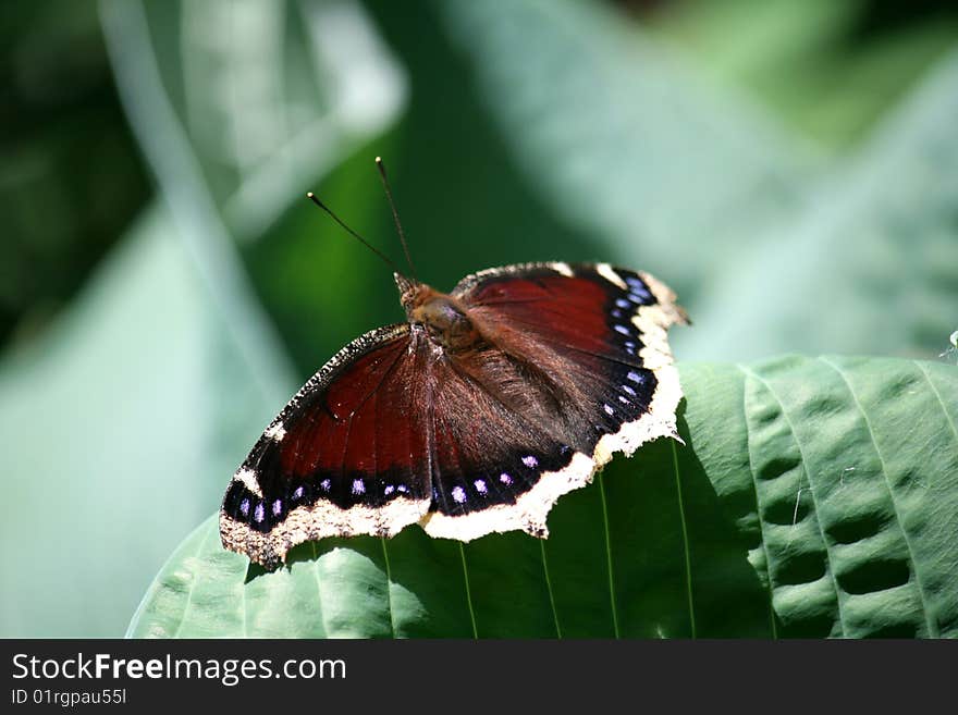 Dark butterfly sitting on the leave