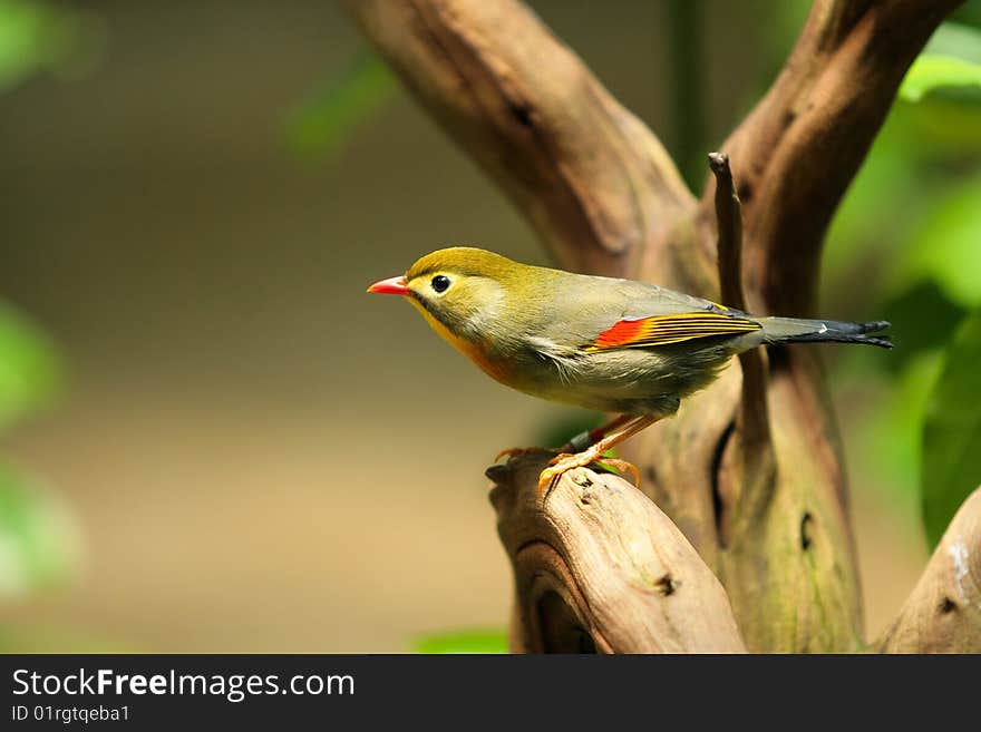 A variety of robin perched on a tree