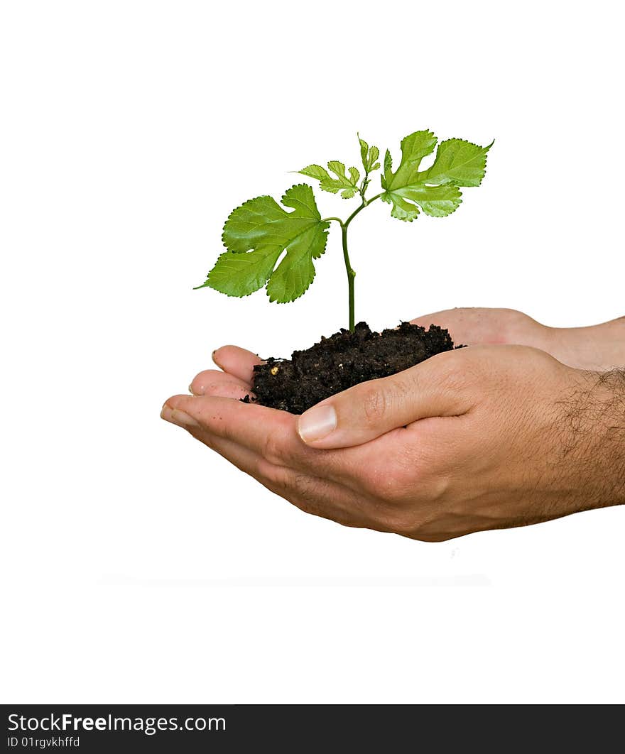 A sprout in palms as a symbol of nature protection