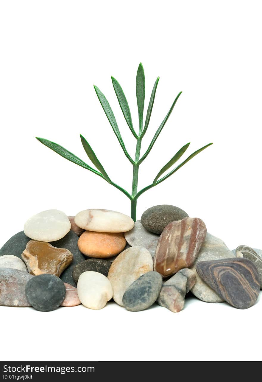 Shoot of tree growing from pebbles isolated on white background