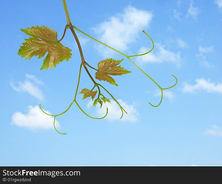 Grapevine  on sky background