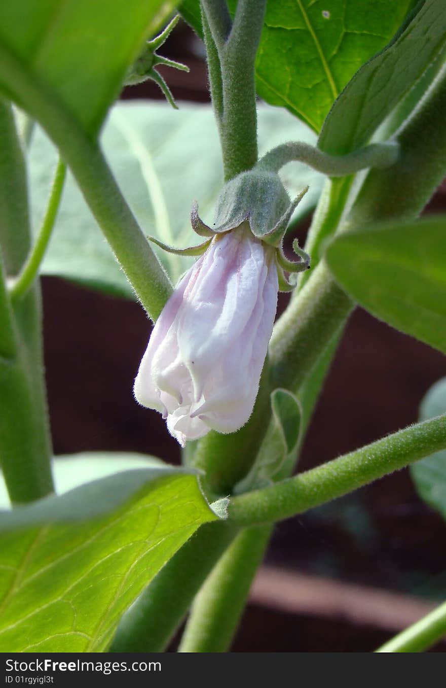 Flowering egg-plant of Solanum melongena