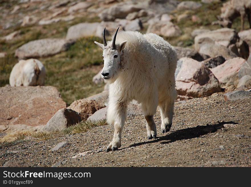 A curious mountain goat from a herd that wandered by us. A curious mountain goat from a herd that wandered by us.