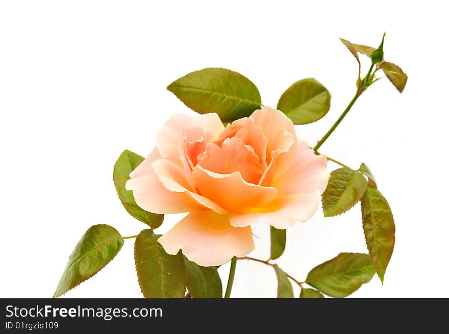 Peach color rose isolated on white background