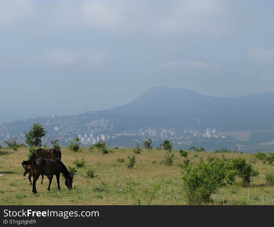 Black sea crimea