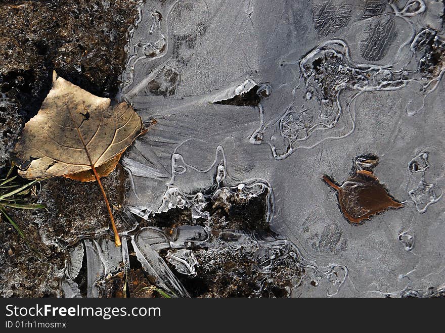 The first ice with the leaves which have frozen in it and a grass. Frosty drawing.