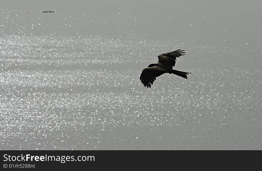 Hunter flying over the ocean