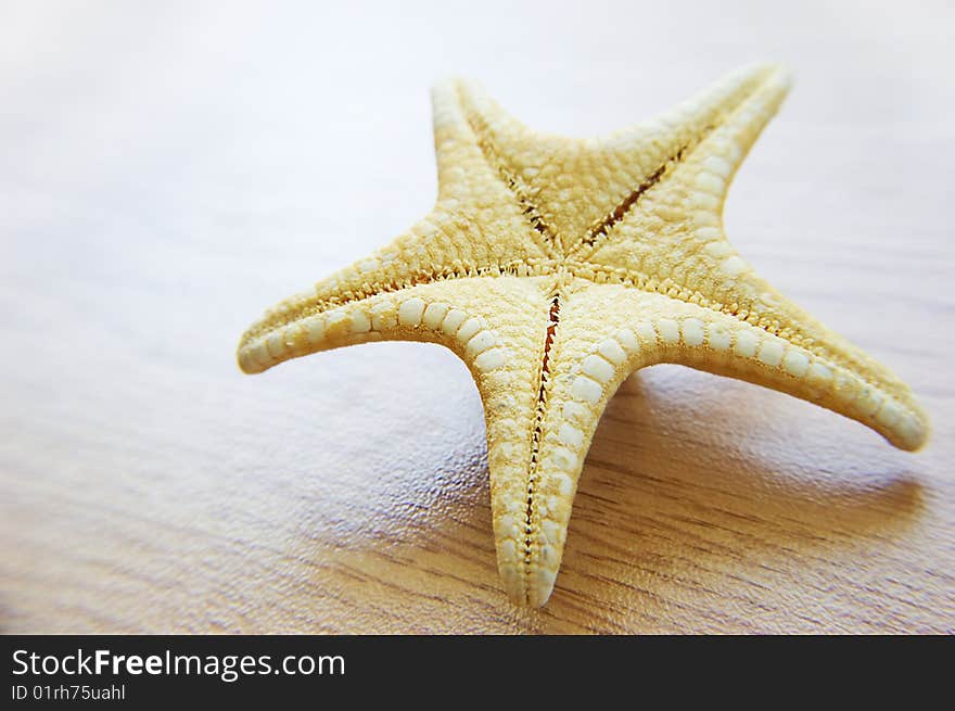 Sea Star Over Background