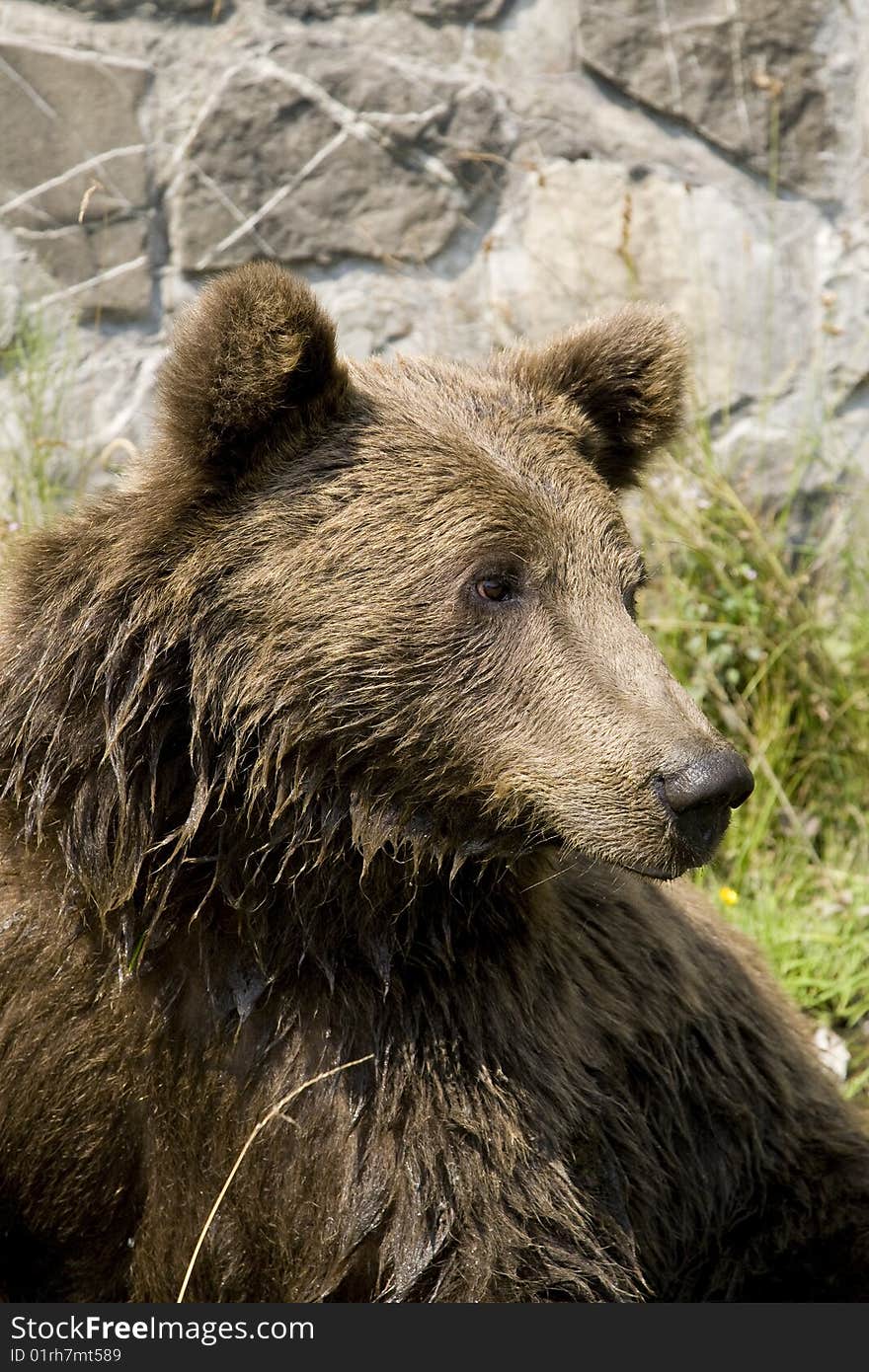 Young wild bear cooling in water on a sunny summer afternoon near Sinaia, Romania. Here bears got used to be fed by tourists and this became a problem both for humans and bears. Canon EOS 1D Mark III camera with Canon EF 24-105 f4 L lens.