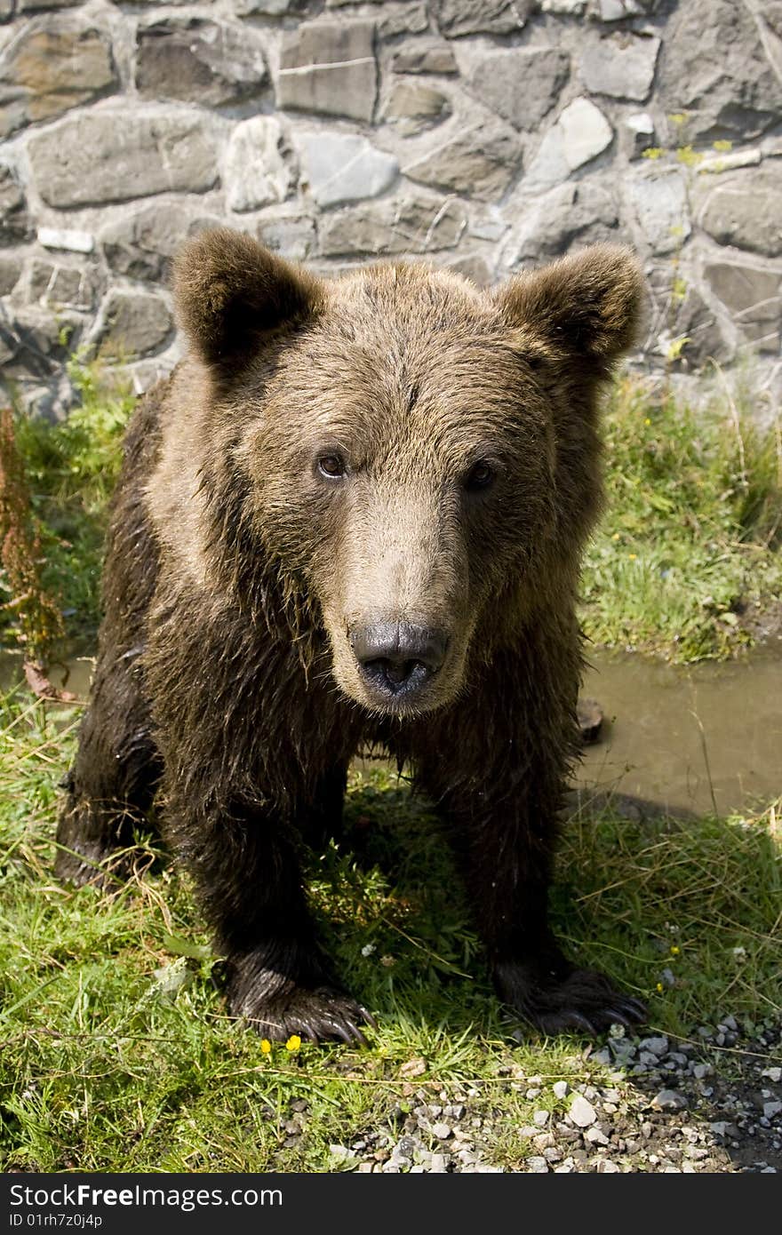 Young wild bear cooling in water on a sunny summer afternoon near Sinaia, Romania. Here bears got used to be fed by tourists and this became a problem both for humans and bears. Canon EOS 1D Mark III camera with Canon EF 24-105 f4 L lens.