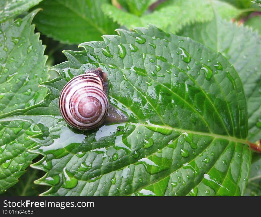 snail on a fresh green wet leaf