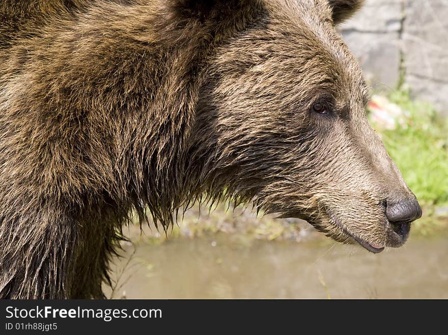 Young wild bear cooling in water on a sunny summer afternoon near Sinaia, Romania. Here bears got used to be fed by tourists and this became a problem both for humans and bears. Canon EOS 1D Mark III camera with Canon EF 24-105 f4 L lens.