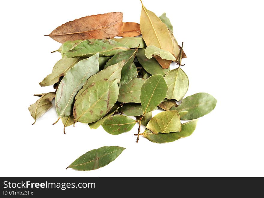 Laurel Leaves