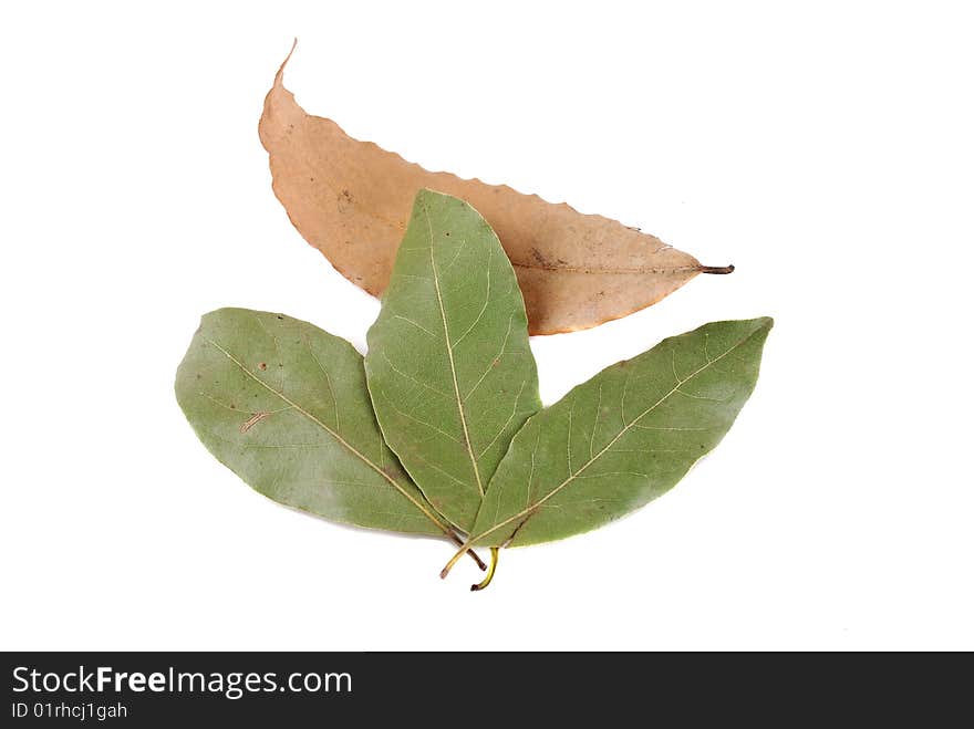 Laurel Leaves