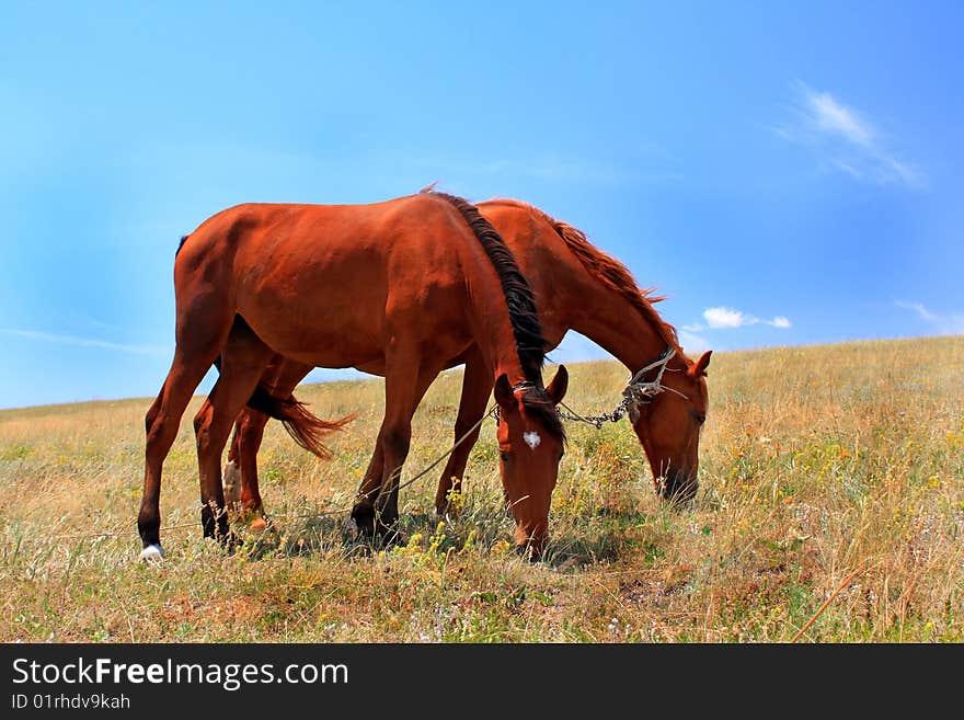 Two horses