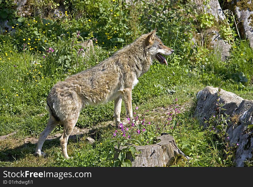 Grey wolf. Latin name - Canis lupus. Grey wolf. Latin name - Canis lupus