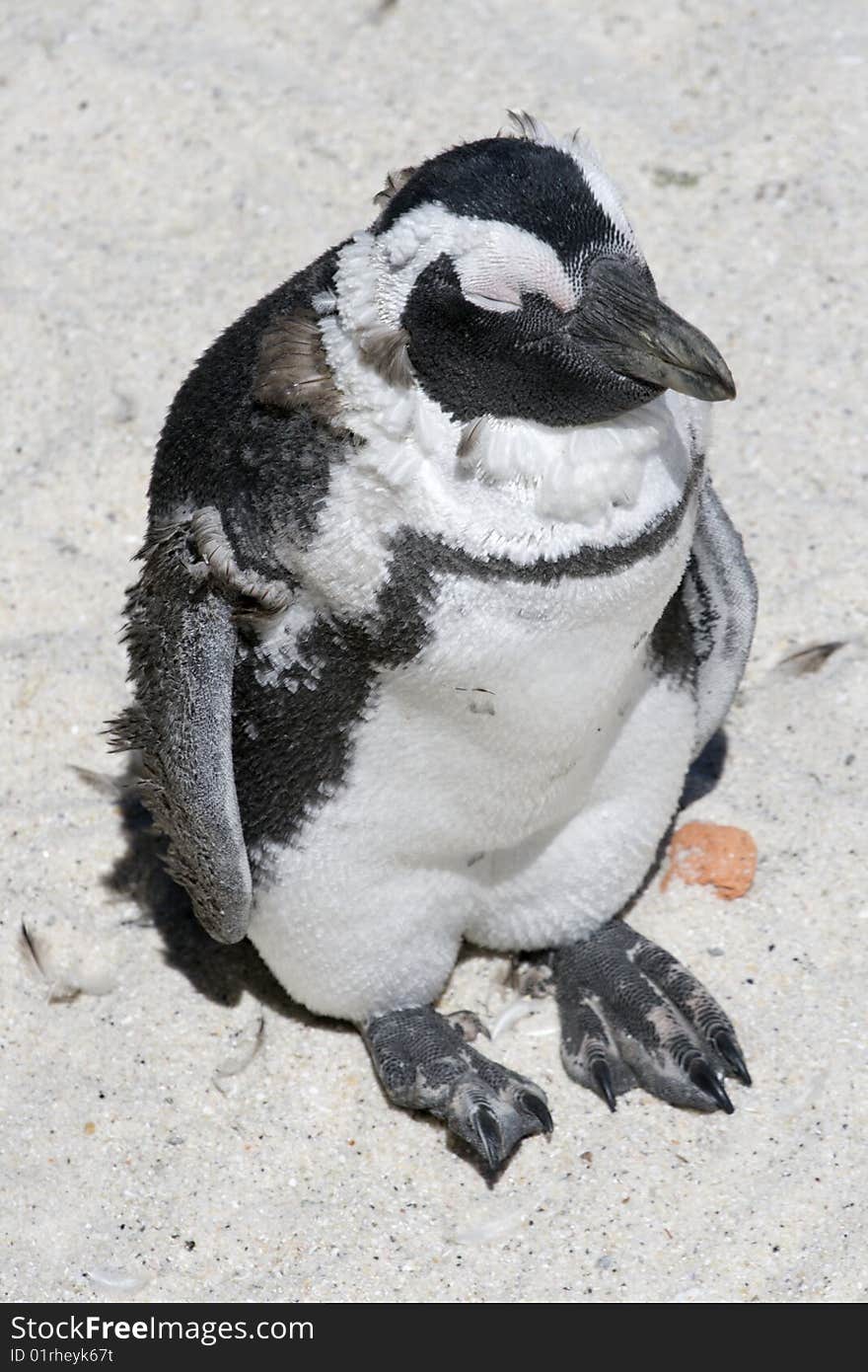 Juvenile pre-moult African Penguin Spheniscus demersus at Boulders Beach, Simonstown, Cape Town, Western Cape, South Africa. Juvenile pre-moult African Penguin Spheniscus demersus at Boulders Beach, Simonstown, Cape Town, Western Cape, South Africa