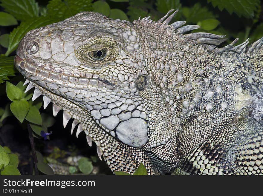 The green iguana is a lizard native to tropical areas of Central and South America and the Caribbean.