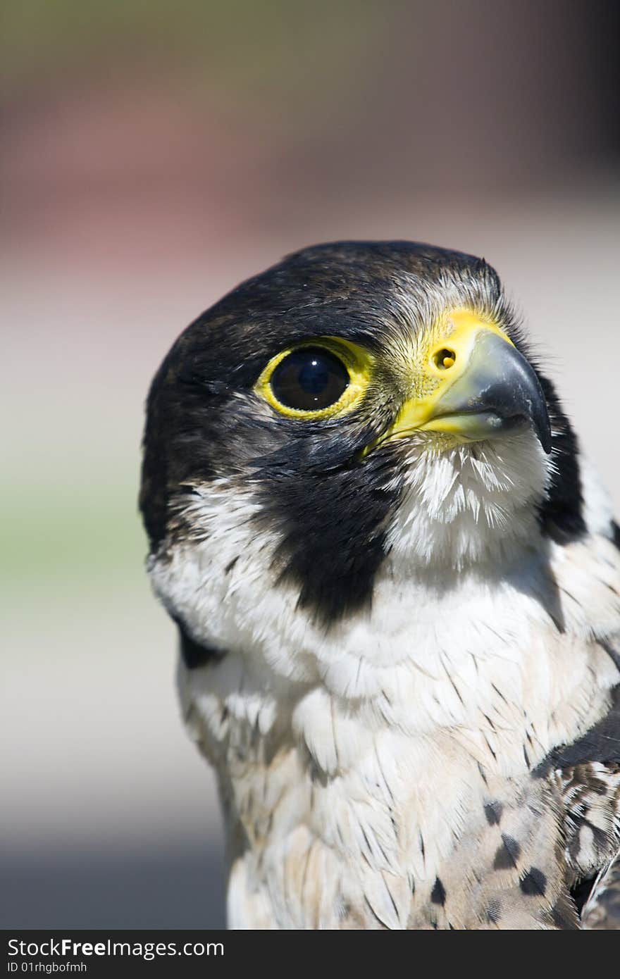 The Peregrine Falcon (Falco peregrinus), also known simply as a Peregrine, is a cosmopolitan bird of prey in the family Falconidae. It is a medium to large-sized falcon. It feeds almost exclusively on medium sized birds, but will very rarely hunt small mammals. It reaches sexual maturity at two or three years and mates for life. It nests in a scrape, normally on cliff edges or, occasionally, tall man-made structures. The Peregrine Falcon (Falco peregrinus), also known simply as a Peregrine, is a cosmopolitan bird of prey in the family Falconidae. It is a medium to large-sized falcon. It feeds almost exclusively on medium sized birds, but will very rarely hunt small mammals. It reaches sexual maturity at two or three years and mates for life. It nests in a scrape, normally on cliff edges or, occasionally, tall man-made structures.