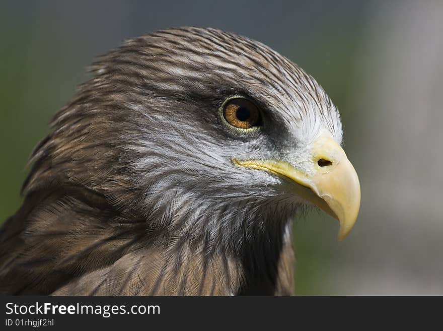 Yellow-billed Kite Milvus aegyptius