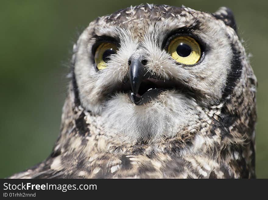 The spotted eagle-owl Bubo aficanus is medium to large owl with prominent ear tufts found in the savannah, rocky outcrops, scrub, open and semi-open woodland, semi-deserts in sub-equatorial Africa from Kenya and Uganda south to Cape Town, South Africa. The upper-parts are dusky brown with pale spots, the under-parts are whitish and finely barred. The facial disk is whitish to pale ochre. Its diet includes invertebrates, small mammals, birds and reptiles. The spotted eagle-owl Bubo aficanus is medium to large owl with prominent ear tufts found in the savannah, rocky outcrops, scrub, open and semi-open woodland, semi-deserts in sub-equatorial Africa from Kenya and Uganda south to Cape Town, South Africa. The upper-parts are dusky brown with pale spots, the under-parts are whitish and finely barred. The facial disk is whitish to pale ochre. Its diet includes invertebrates, small mammals, birds and reptiles