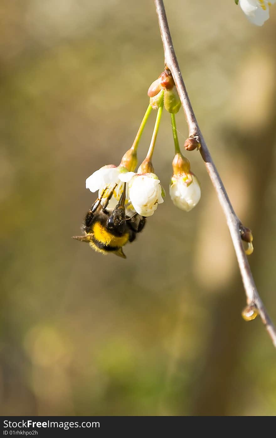 Large bumblebee collecting pollen on a flower apple-tree