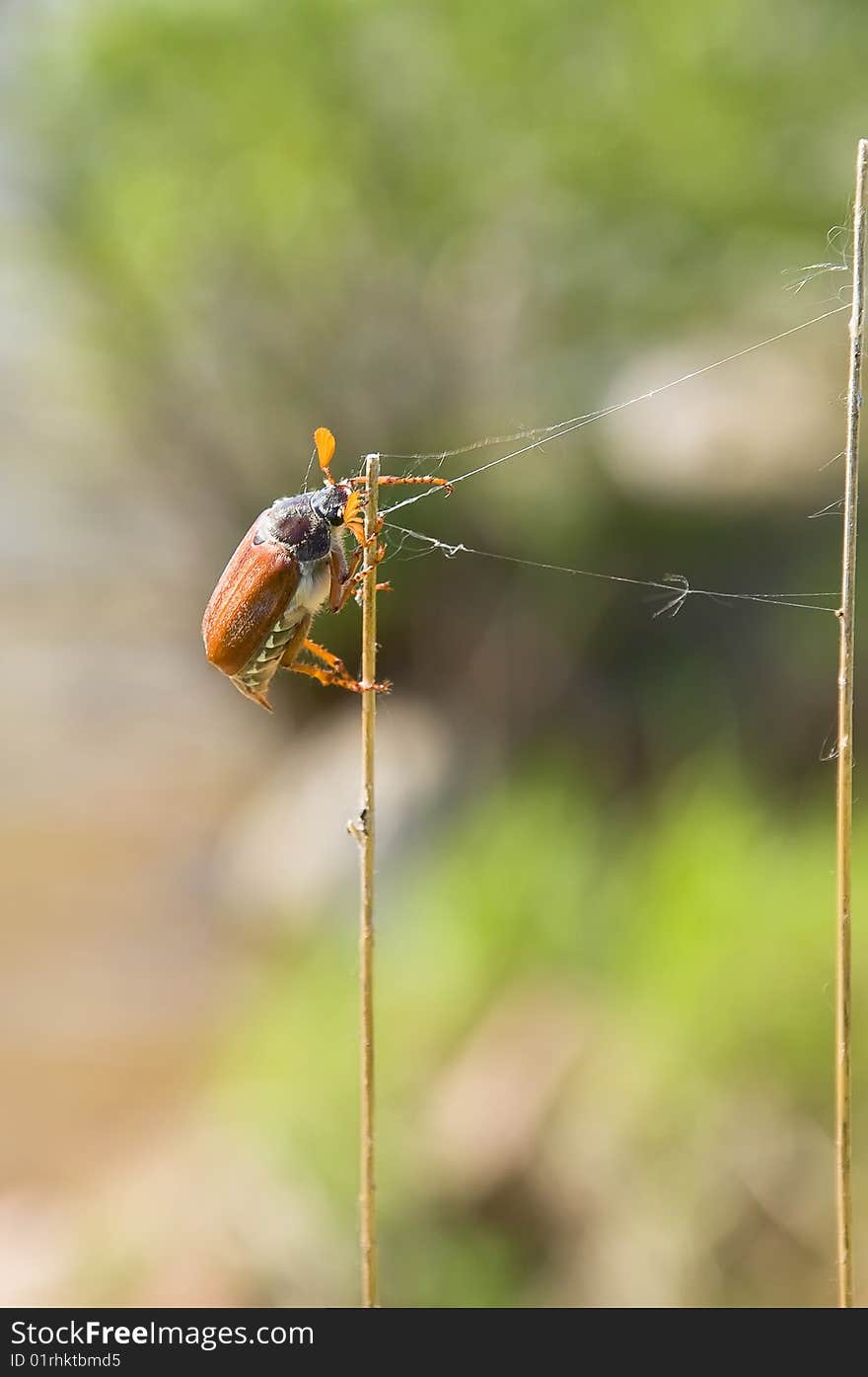 The beautiful may-bug creeping on a small stalk of a herb with nude. The beautiful may-bug creeping on a small stalk of a herb with nude