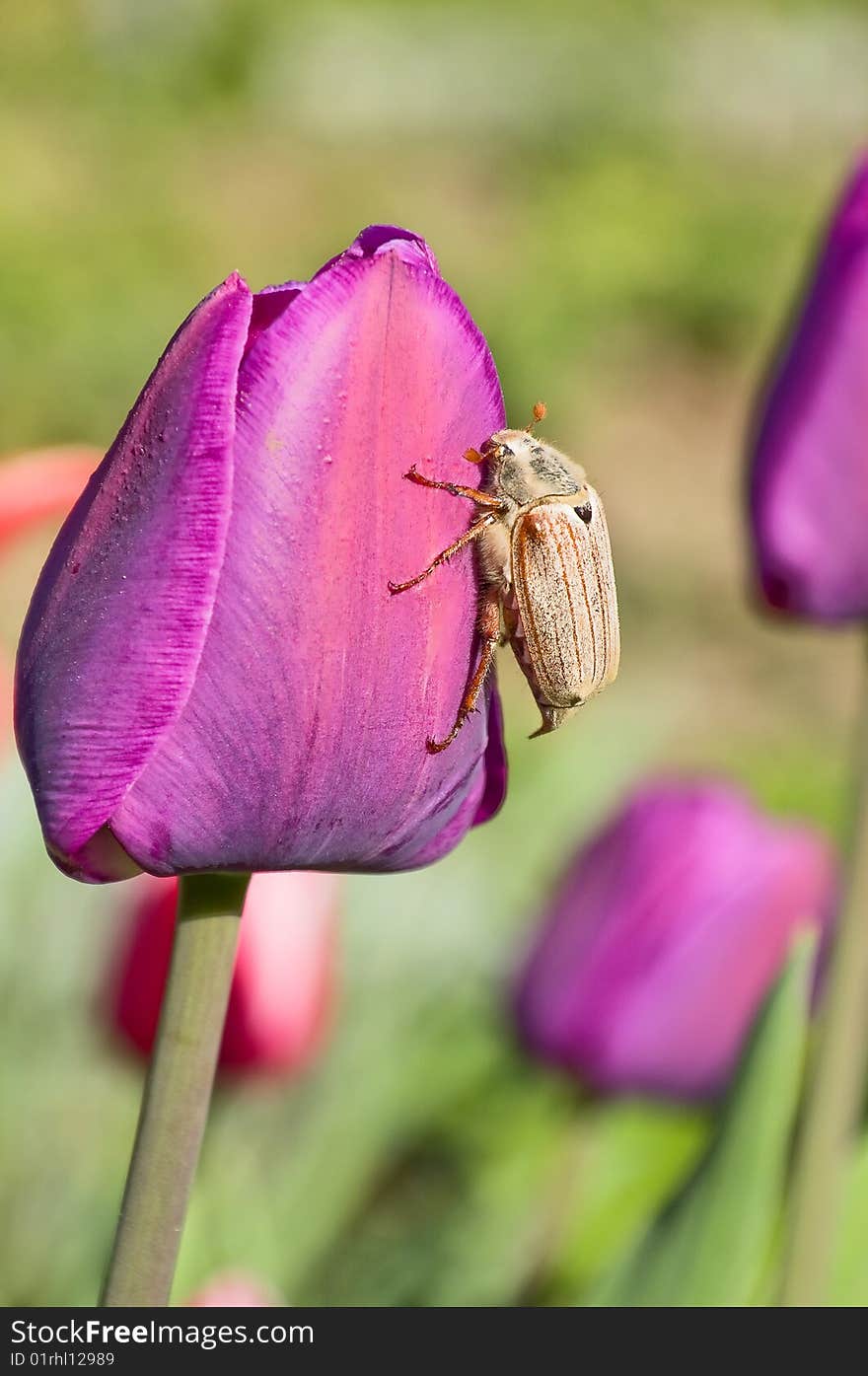 The may-bug creeping on a beautiful flower of a red tulip. The may-bug creeping on a beautiful flower of a red tulip