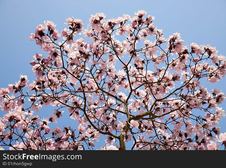 Texture of magnolia flowers in background of blue sky. Texture of magnolia flowers in background of blue sky