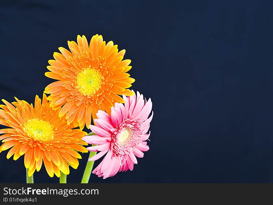 Orange daisy on black background