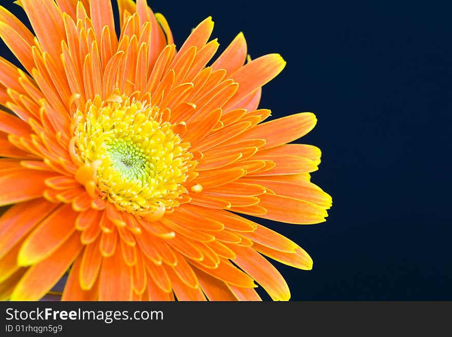 Orange daisy on black background