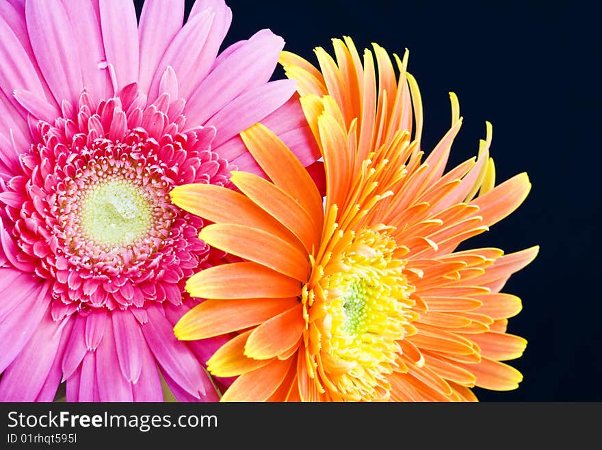 Orange daisy on black background