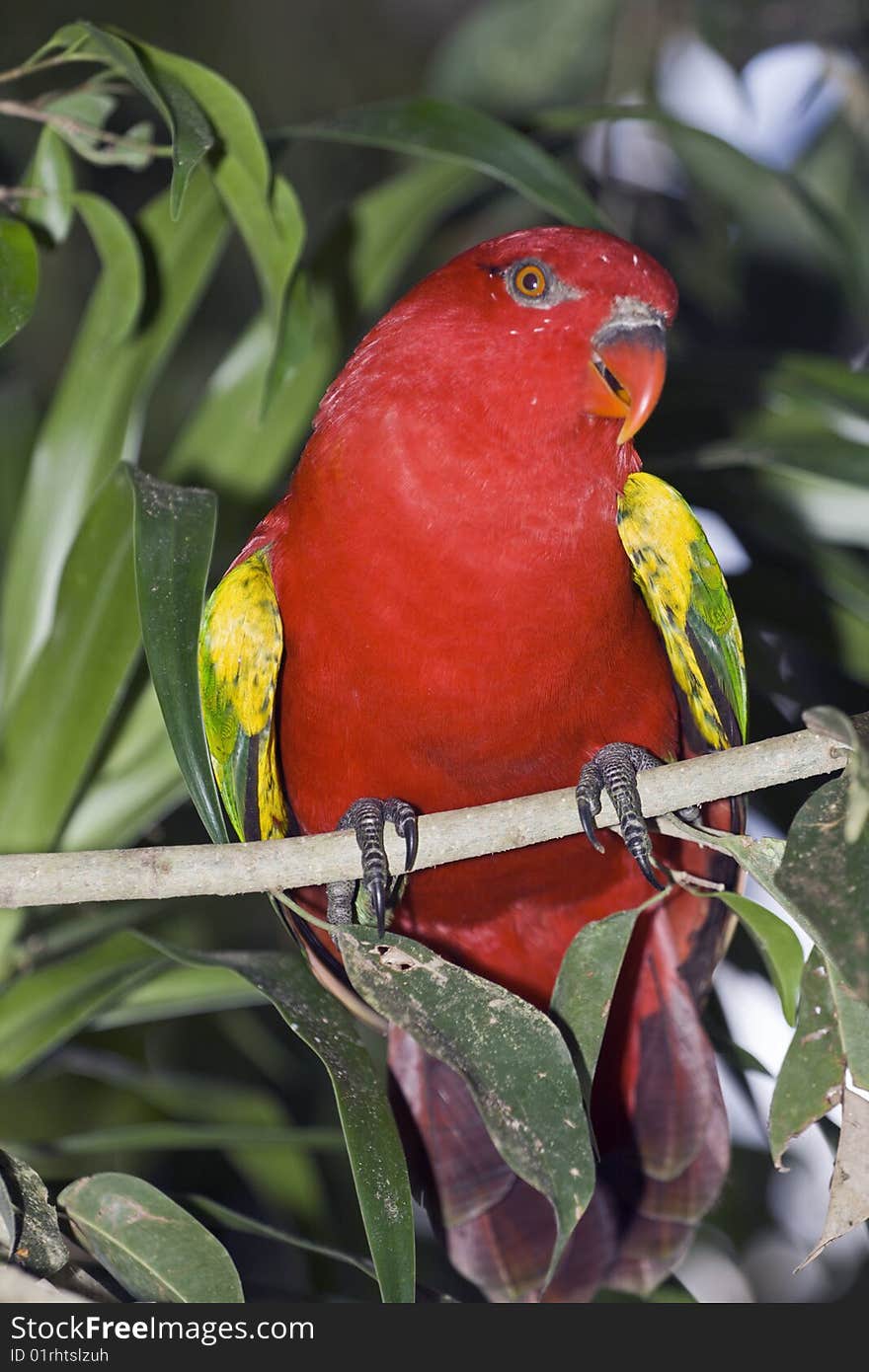 Red parrot on a green branch