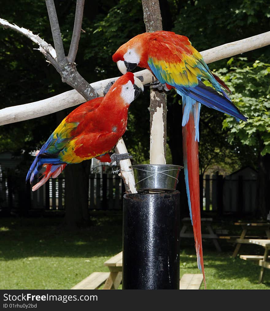 Parrots in love