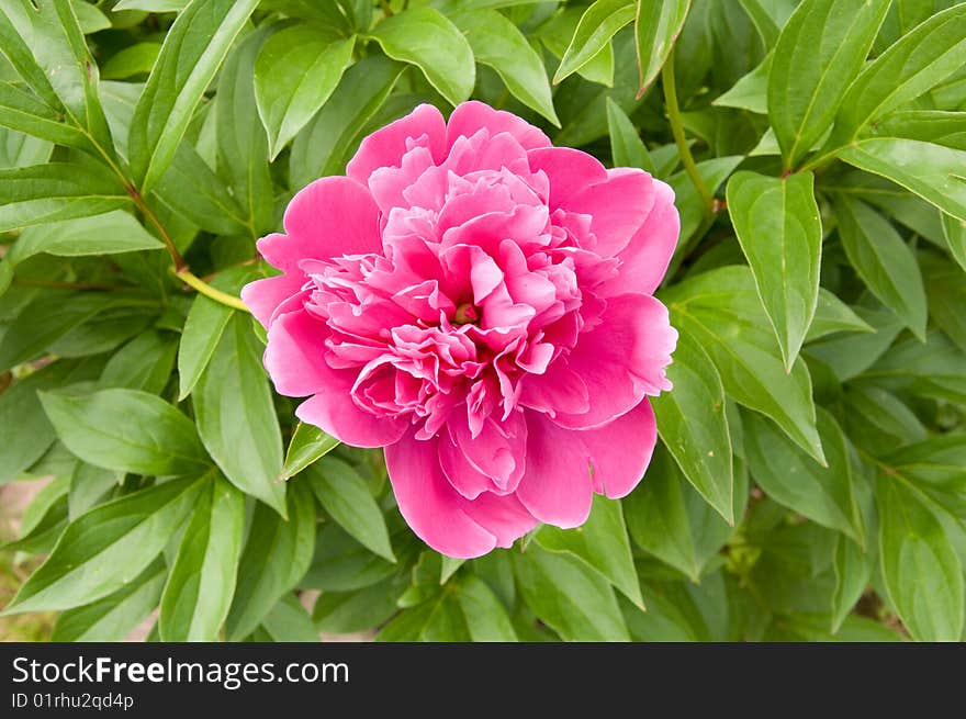 Peony flower