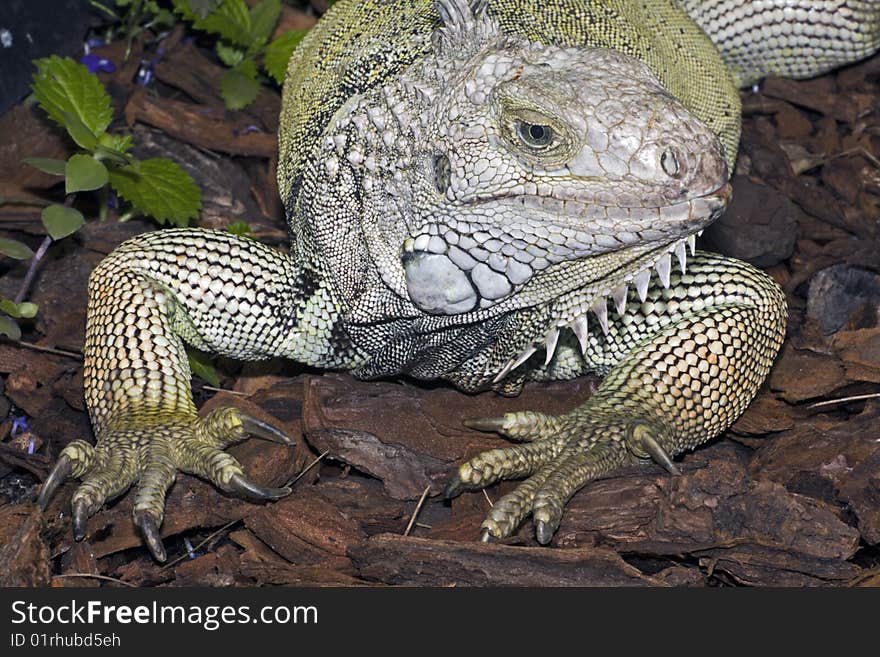 The green iguana is a lizard native to tropical areas of Central and South America and the Caribbean.