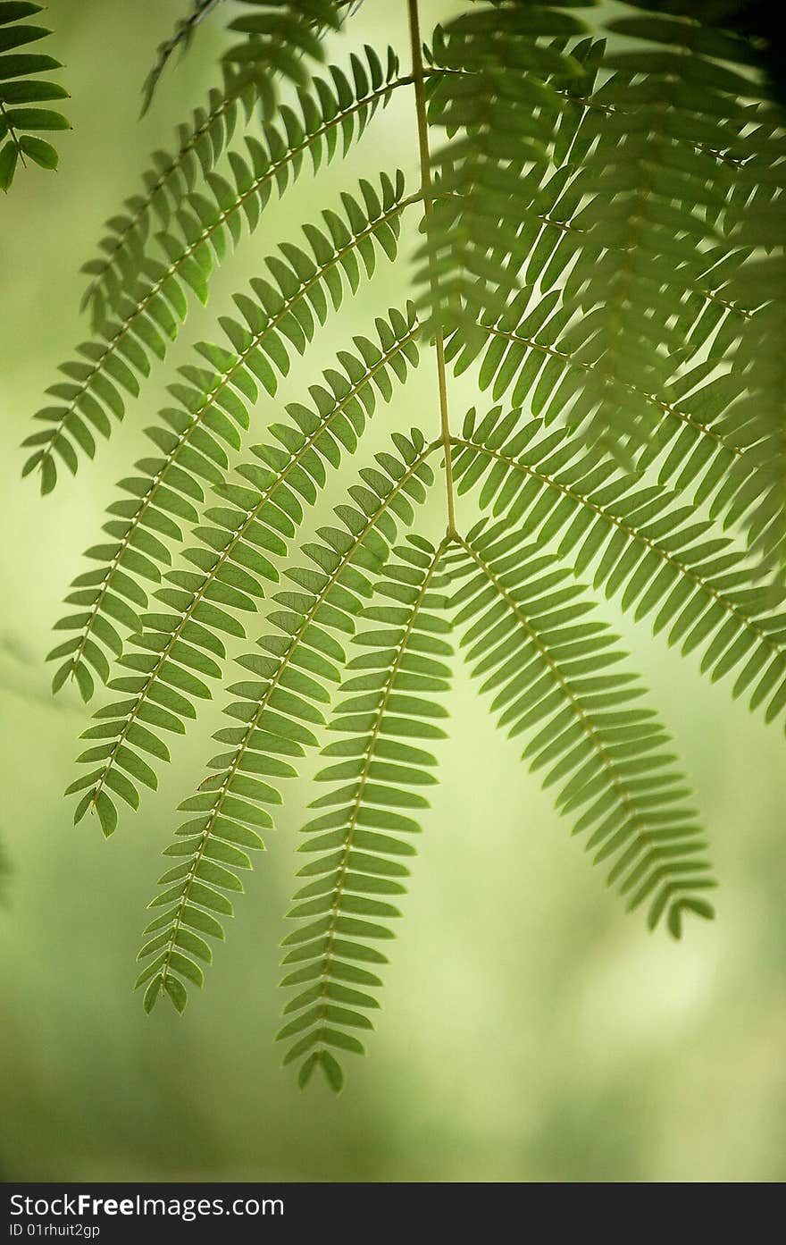 Row of leaves against green background in summer, show beautiful pattern and texture.