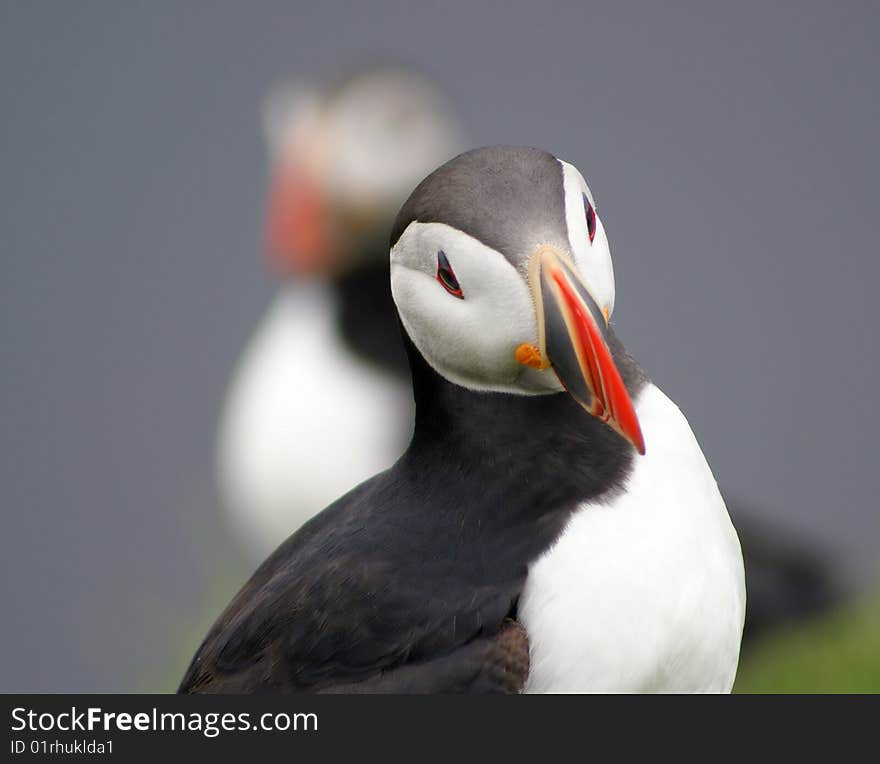 Puffin portrait