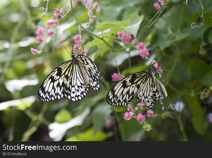 Rice paper butterfly