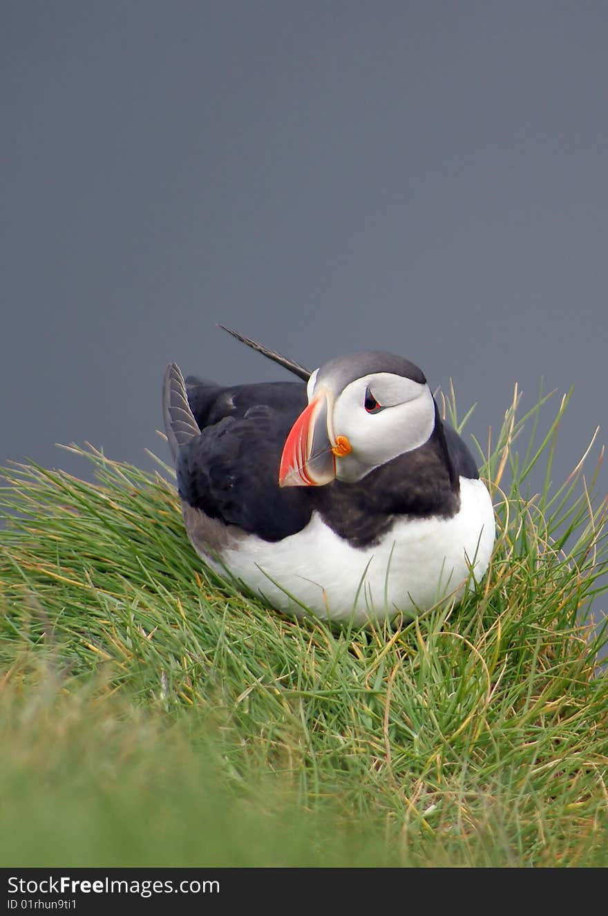 Puffin youngster on a grass covered cliff in Iceland. Puffin youngster on a grass covered cliff in Iceland