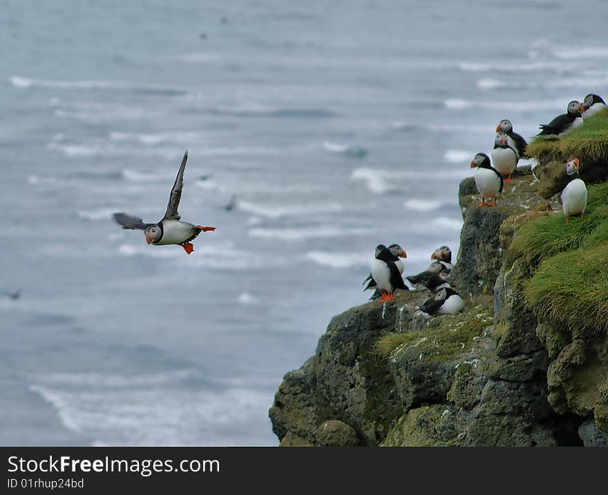 Flying Puffin In Iceland