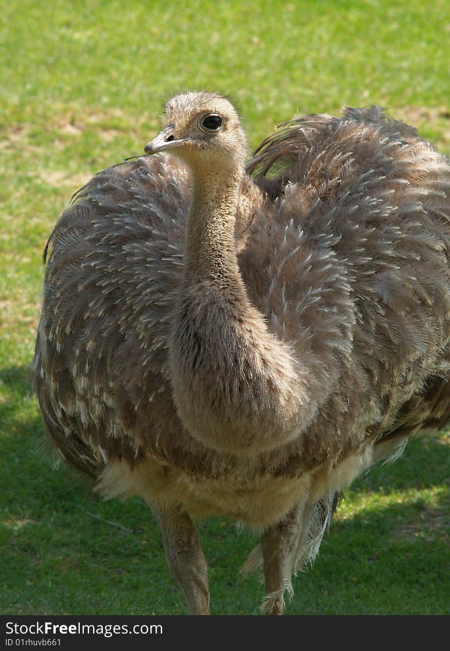 Lesser Rhea