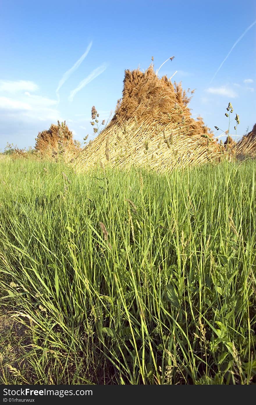 Mass of reed with blue sky bankground